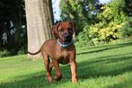 Rhodesian Ridgeback puppy’s met stamboom mogen nu verhuizen, Dieren en Toebehoren, Overige rassen, 8 tot 15 weken, Meerdere, Meerdere dieren