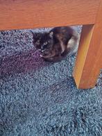 Kitten vrouwtje, Dieren en Toebehoren, Katten en Kittens | Raskatten | Korthaar, Poes