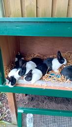 Hollander jonge konijnen, Meerdere dieren