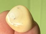Versteend Bamboe mineralen C, Ophalen of Verzenden, Mineraal