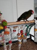 Vakantie oppas voor vogels, Meerdere dieren