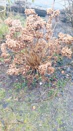 Hortensia, Tuin en Terras, Volle zon, Ophalen of Verzenden, 100 tot 250 cm, Zomer