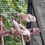 Putters, Dieren en Toebehoren, Vogels | Overige Vogels, Meerdere dieren, Wildzangvogel, Geringd