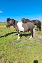 Leuke zwartbonte mini shetlander hengst, 0 tot 2 jaar, Hengst, A pony (tot 1.17m), Recreatiepony