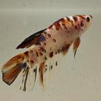 Betta splendens man 24, Dieren en Toebehoren, Vissen | Aquariumvissen, Vis