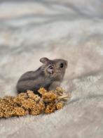 Dwerghamsters, Dieren en Toebehoren, Knaagdieren, Hamster, Meerdere dieren, Tam, Oktober