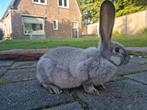 Fantastische jonge Duitse Reus ram blue sable reuzen GROOT, Mannelijk, Groot, 0 tot 2 jaar