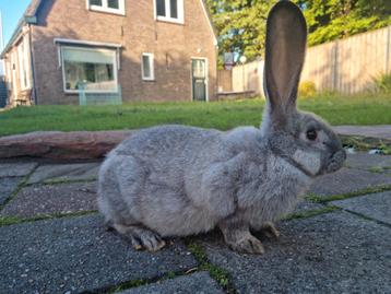 Fantastische jonge Duitse Reus ram blue sable reuzen GROOT beschikbaar voor biedingen