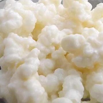 Melkkefir korrels beschikbaar voor biedingen