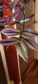 Tradescantia hangplant, Ophalen, Halfschaduw, Minder dan 100 cm