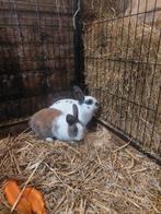 Konijnen voedsters, Dieren en Toebehoren, Vrouwelijk