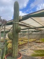 Open dag zaterdag 7 MAART Caudex & 25000m2 cactusplezier, Huis en Inrichting, Kamerplanten, Overige soorten, In pot, Minder dan 100 cm