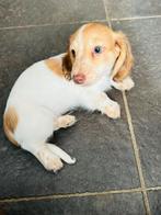 Kaninchen teckel puppy’s te koop, Dieren en Toebehoren, Kaninchen, Rabiës (hondsdolheid), 8 tot 15 weken, Langhaar
