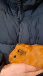 Twee supermooie Cavia mannetjes, Dieren en Toebehoren, Januari, Mannelijk, Cavia