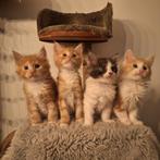 Maine coon kittens, Dieren en Toebehoren, Katten en Kittens | Raskatten | Langhaar, Meerdere dieren, Ontwormd
