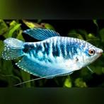 Marmer gourami's aangeboden., Dieren en Toebehoren, Vis, Zoetwatervis