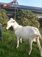 Mooie 1 jarige bok., Dieren en Toebehoren, Schapen, Geiten en Varkens, Mannelijk, Geit, 0 tot 2 jaar