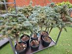 6x Picea Pungens, op stam, Vaste plant, Ophalen