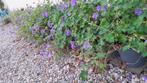 Geranium 'Rozanne' (Ooievaarsbek), Volle zon, Vaste plant, Zomer, Ophalen