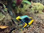 Tinctorius Tumucumaque (vermoedelijk dame, Dieren en Toebehoren, Reptielen en Amfibieën, Amfibie, Tam, 0 tot 2 jaar