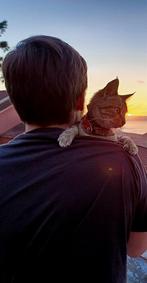 Photographer, Ophalen