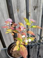 Wit met lichtroze hortensia H 30 cm B 24 cm, Overige soorten, Vaste plant, Ophalen of Verzenden, Halfschaduw