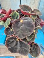 Begonia Black Mambo p12