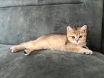 Britse korthaar golden shaded, Dieren en Toebehoren, Kater, Gechipt, 0 tot 2 jaar