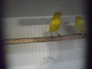 kanaries/div andere vogeltjes beschikbaar voor biedingen