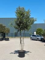 Quercus ilex - meerstammige steeneik, Ophalen, In pot, Overige soorten, 250 tot 400 cm