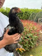 Brahma haan 3 maanden oud, Dieren en Toebehoren, Pluimvee, Mannelijk, Kip