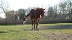 Kleinschalige pensionstal, opfok en paardenrusthuis, Dieren en Toebehoren, Stalling en Weidegang, Weidegang, 2 of 3 paarden of pony's