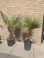 Washingtonia Robusta, Mexicaanse waaierpalm in 27 cm pot., Ophalen, Overige soorten, Halfschaduw