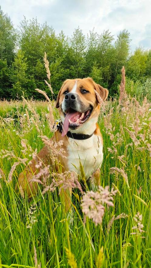 Mooie Grote Zwitserse Sennenhond/ Sint Bernard, Dieren en Toebehoren, Honden | Dekreuen, Reu, Particulier, Eén hond, Buitenland