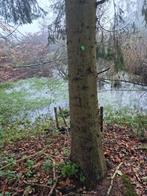 Brandhout haardhout zaaghout, Tuin en Terras, Minder dan 3 m³, Ophalen of Verzenden