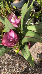 Tuinplant, Tuin en Terras, Planten | Tuinplanten, Ophalen of Verzenden, Overige soorten, Volle zon