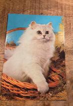 Pluizig wit katje in mandje, Verzenden, 1980 tot heden, Gelopen, Hond of Kat