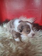 Puppy's te koop, Overige rassen, 8 tot 15 weken, Meerdere, Meerdere dieren