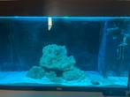 Juwel zoet/zoutwater aquarium, Ophalen, Gebruikt, Leeg aquarium
