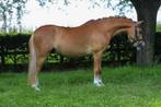 3 jarige bomproof welsh pony / (toekomstige) sportpony, Dieren en Toebehoren, Pony's, Ruin, Zadelmak, 3 tot 6 jaar, B pony (1.17m tot 1.27m)