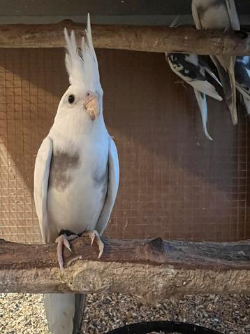 Jonge witkop bonte valkparkieten 8 wk, perfect tam te maken beschikbaar voor biedingen