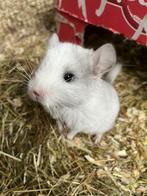 13/10 Heel tamme chinchilla curly/gendrager choco,zw,mozaïek, Dieren en Toebehoren, Knaagdieren, Chinchilla, Meerdere dieren, Tam