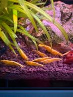 Gele neon garnalen., Dieren en Toebehoren, Vissen | Aquariumvissen, Kreeft, Krab of Garnaal