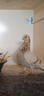 Gezocht Figurita Valencian Doffer, Dieren en Toebehoren, Vogels | Duiven, Mannelijk, Kropper