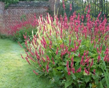 grote partij persicaria beschikbaar voor biedingen