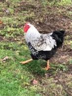 Krielhanen., Dieren en Toebehoren, Pluimvee, Mannelijk, Kip