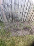Olijfboom 80 90 cm, Tuin en Terras, Aarde en Mest, Ophalen, Tuinaarde