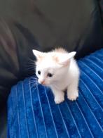 Lieve kittens 2katers 1poesje, Poes