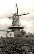 Heinkenszand Korenmolen met suikerbietenveld