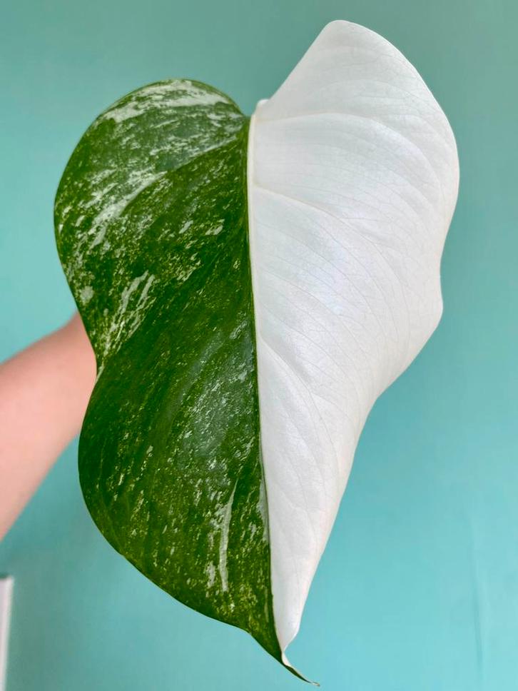 Topkwaliteit Half Moon Monstera Albo Variegata stek, Huis en Inrichting, Kamerplanten, Minder dan 100 cm, Halfschaduw, Ophalen